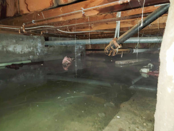 Best Mold removal after water damage  in Pendleton, SC